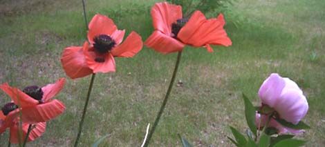 Poppies and peonies