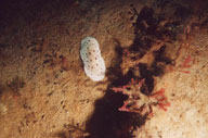 Brown-ringed Doris Nudibranch