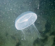 Moon Jelly