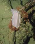 Comb Jelly