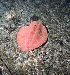 Gumboot Chiton