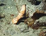 Sea Clown Nudibranch