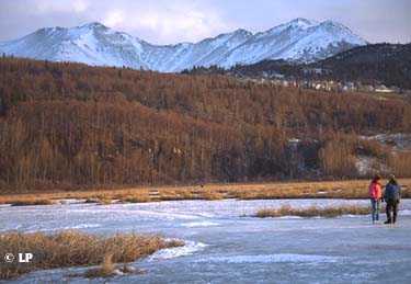 [ice-covered marsh]