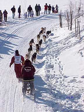 Overhead view of dog team