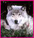 Adventure Alaska  Tours - small group tours trips wolf logo