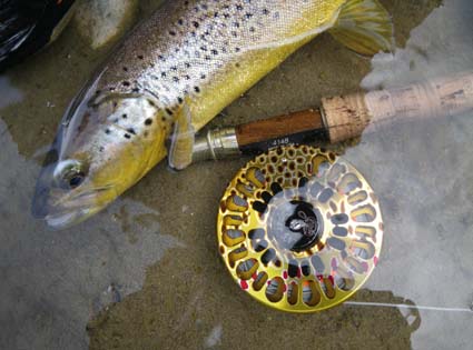 Brown Trout with Abel Reel