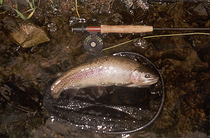 Henry's Lake Cutthroat