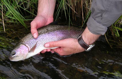Brennan releasing Rainbow