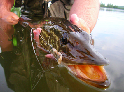 Toothy Northern Pike
