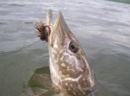 Northern Pike on Deer Hair Mouse