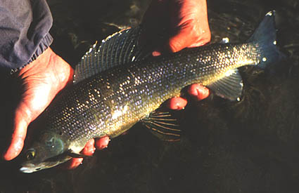 Ivishak Grayling