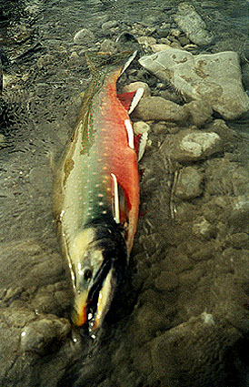Ivishak Arctic Char