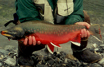 Spawning Male Arctic Char