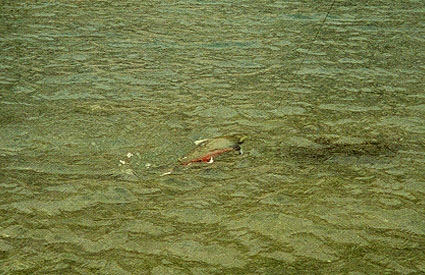 Arctic Char on the line