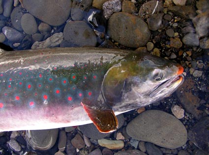 Colorful female Char