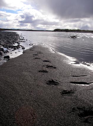 Tracks in the Sand