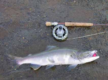 Pink Salmon on Pollywog