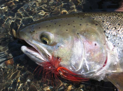 Steelhead on Shrimp Pattern