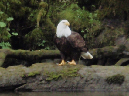 Eagle on the Situk River