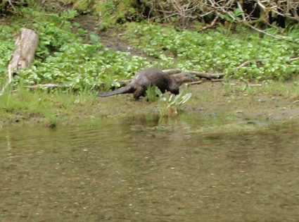 Situk River Otter