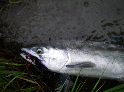Situk River Sockeye