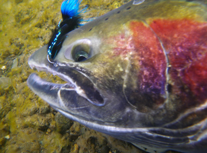 Chris with Steelhead