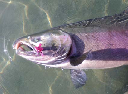 Silver Salmon on Pink Pollywog