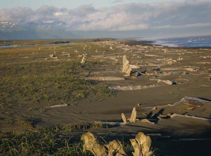 Gulf of Alaska Beach