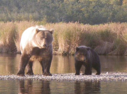 Mama Bear with Cub