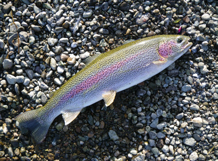 Leopard Rainbow Trout