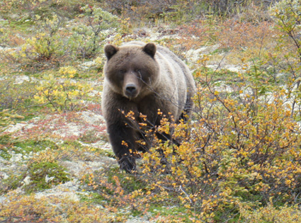 Brown Bear