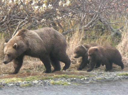 Mama with Cubs