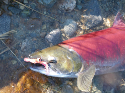 Sockeye Salmon