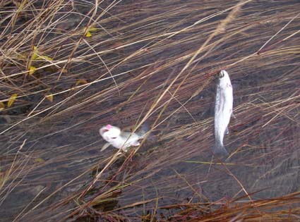 Two Rainbow Trout at once