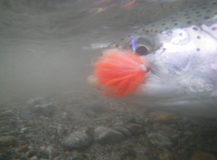 Rainbow with Flesh Fly