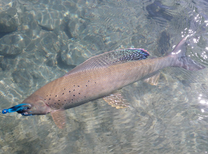 Naknek River Arctic Grayling