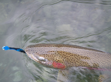 Pretty Rainbow Trout