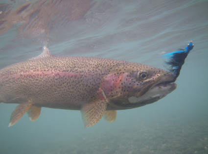 Underwater Rainbow Trout
