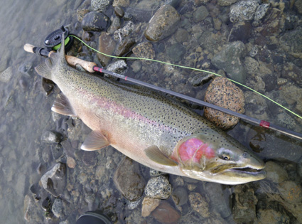 Early Spring Rainbow Trout