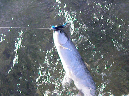 First Rainbow Trout of 2010