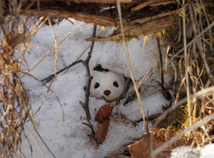 Weasel in Winter Colors