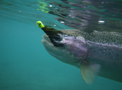 Underwater Rainbow Trout