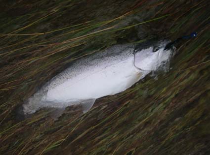 Naknek River Rainbow Trout