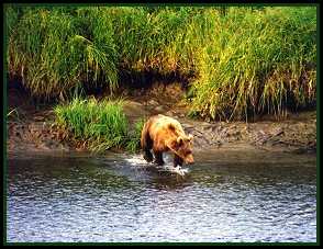 Bear in the creek