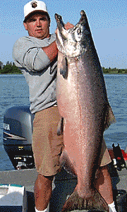 Kenai River King Salmon