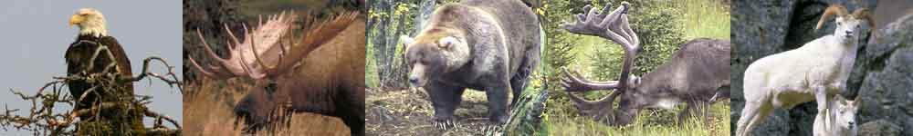 Kenai Peninsula wildlife