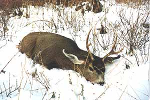 Idaho Mule Deer