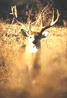 Wyoming Live Whitetail Photo