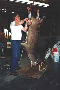 Skinning Whitetail Buck