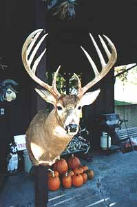 Whitetail Buck